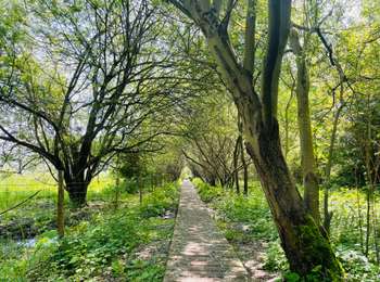Percorso Marcia Tongeren - De Kevie : la promenade du Geer à Tongres  - Photo