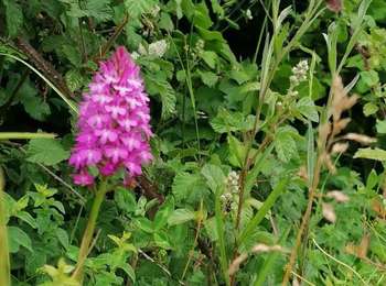 Tocht Mountainbike Moult-Chicheboville - # 1 - Entre Plaine et Marais à Chicheboville - Photo