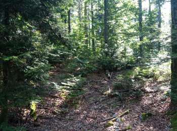 Trail Walking Châtel-de-Joux - Foret de Prénovel - Photo