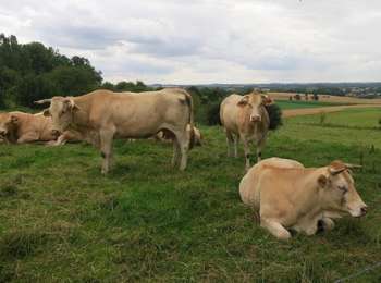 Percorso A piedi Borgloon - Grootloon Oranje kruis - Photo