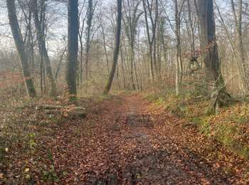 Tocht Stappen Trosly-Breuil - 54_12_2025_autour du Mont Saint-Mard et du Mont Collet - Photo