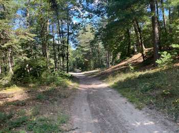 Randonnée Marche Coyolles - en Forêt de Retz_97_09_2025_le Bois de Tillet - Photo