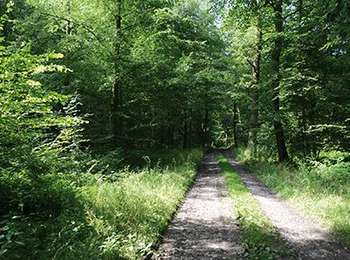 Trail Walking Momignies - Momignies - Circuit Natura 2000, des sites qui valent le détour - Ht08 - Photo