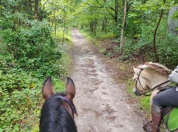 Tour Pferd Neufchâtel-Hardelot - Wikiloc - Hardelot plage et château - Photo