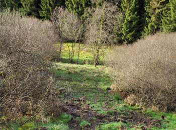Tour Wandern Feitweiler - Fauvillers 050424 - Photo