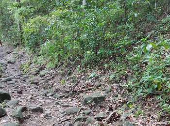 Trail Walking Schœlcher - Cascade Anba so - Photo