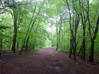 Randonnée Marche Le Mesnil-le-Roi - Huit dans la forêt  - Photo