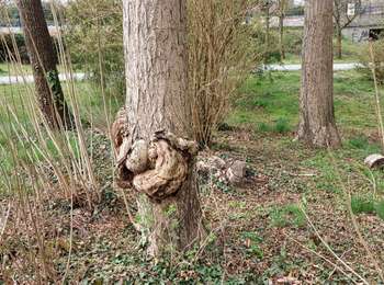 Tour Wandern Gembloux - Gembloux 280322 - Photo