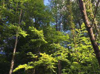 Tocht Te voet Ottignies-Louvain-la-Neuve - #200525 - Les trois bois, de l'Escavée, de Lauzelle, et des Rêves*** - Photo