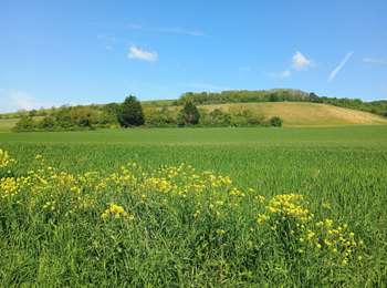 Trail Walking Joigny - Joigny par les vignes  - Photo
