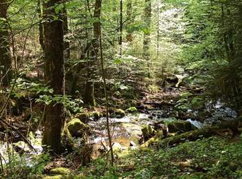 Trail Walking Servance-Miellin - 30-04-25 : Servance - St Hilaire retour par saut ognon - Photo