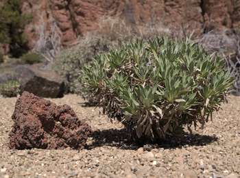 Tour Zu Fuß Los Realejos - S-1 La Fortaleza - Photo