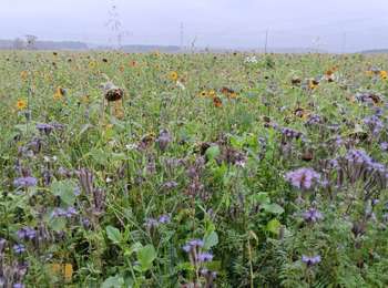 Percorso Marcia Huy - marche adeps Huy Sarte 10 km 2024  - Photo
