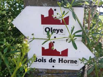 Trail Walking Waremme - OLEYE- BOIS DE HORNE - Photo