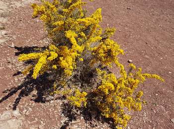 Trail Nordic walking Le Puech - Lac du Salagou - Les Vailhés - L'Auverne - Les Vailhés - Photo