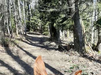 Trail Horseback riding Entrelacs - La Vicourte - Les Crouteaux - Photo