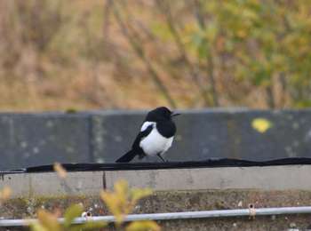 Percorso Marcia Blegny - 20211118 - Saive 5.6 Km - Photo