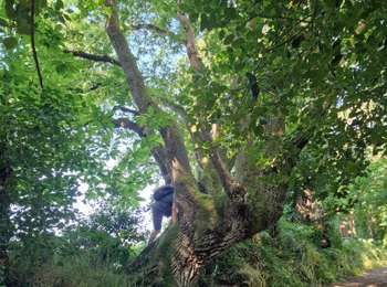 Tour Wandern Locoal-Mendon - CHEMIN DE CADOUDAL - Photo