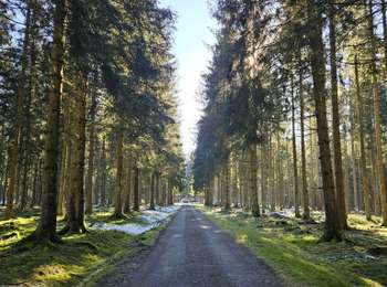 Trail Walking Büllingen - A la découverte de Elsenborn 🥾 - Photo