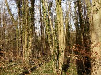 Trail On foot Péruwelz - 2021-02-17 11:38:21 - Photo