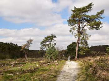 Randonnée A pied Landgraaf - Brunssummer Heide Rode route - Photo