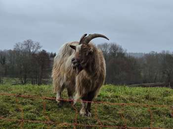 Randonnée Marche Gulpen-Wittem - Epen - Mechelen [☔️ mais sans 💩💩] - Photo
