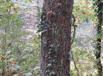 Percorso Marcia Châtel-Guyon - Vallée de Sans Souci - Photo