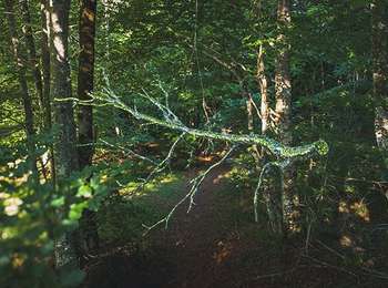 Percorso Marcia Compains - Horizons 2025 : Branchée - Compains - Photo