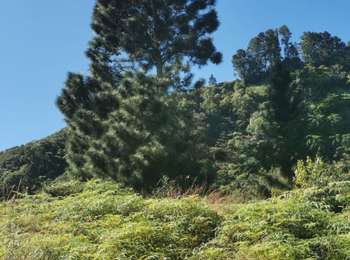 Excursión Senderismo Punaauia - vue panoramique Le Pin vers Mont Mamanu - Photo