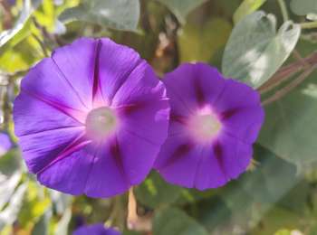 Percorso Marcia Duerne - Randonnée des collines autour de Duerne  - Photo
