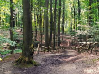 Trail Walking Flobecq - Bois de Pottelberg et de la Louvière - Photo