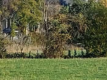 Trail Walking Binche - Binche. départ brasserie binchoise - Photo