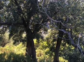 Trail Walking Poggio-d'Oletta - Angelo - Photo