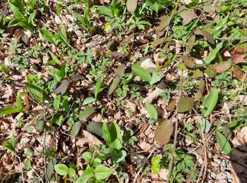 Trail Walking Dole - muguet confinement - Photo