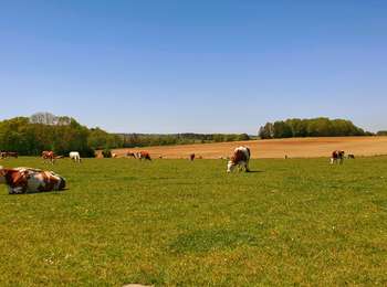 Trail Walking Florennes - Balade de Rosée à Flavion par le village de Corenne - Photo