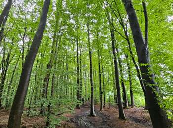 Tour Wandern Kelmis - Trois,Bornes  -  Vaals - Photo