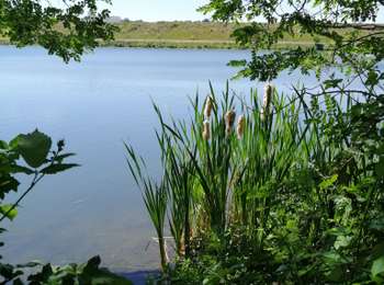 Trail Walking Oupeye - La Gravière Brock et au Hemlot  - Photo