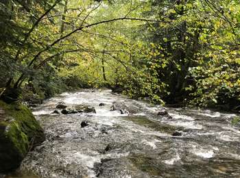 Percorso A piedi Mont-Dore - Le Puy Gros - Photo