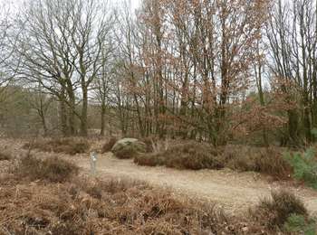 Percorso A piedi Maasmechelen - Mechelse Heide Groene rechthoek - Photo