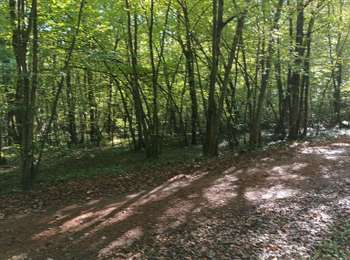 Percorso Marcia Bort-l'Étang - trompette  - Photo