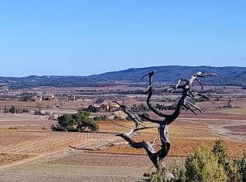 Tour Wandern Boutenac - Boutenac rando du 6 decembre - Photo