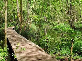 Tocht Stappen Waver - Limelette & Golf de LLN - Photo
