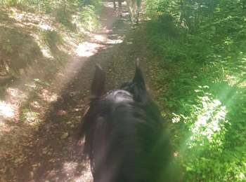 Trail Horseback riding Dalhem - Bois de mortroux - Photo
