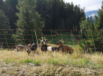 Tour Wandern Ayent - bisse d'Ayen  - Photo