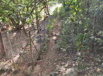 Trail Walking Les Anses-d'Arlet - De Gallochat vers Anse à l'âne  - Photo