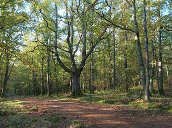 Percorso Marcia Bort-l'Étang - trompette et chanterelles jaune forêt claire chêne  - Photo