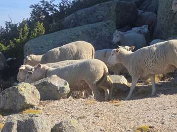 Randonnée Marche Zicavo - Matsala Incudine - Photo
