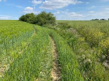 Trail Walking Gerpinnes - Fromiée Gougnies - Photo