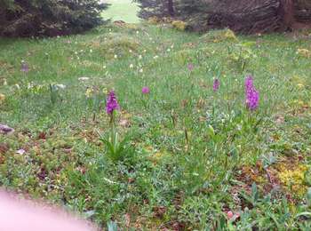 Trail Walking Lajoux - crêt vigoureuse - Photo