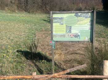 Trail On foot Büllingen - Balade des Jonquilles Krinkelt 12 Km - Photo
